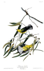 Planche 3 des Oiseaux d
